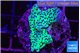 Montipora green & purple polyps 3-4 cm WYSIWYG acclimaté