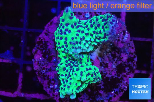 Montipora green & purple polyps 3-4 cm WYSIWYG acclimaté