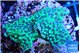 Montipora green & purple polyps 3-4 cm WYSIWYG acclimaté