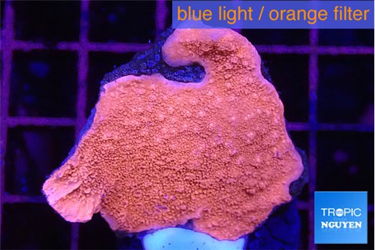 Montipora red cap 3-4 cm WYSIWYG acclimaté