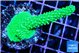 Acropora neon green 4-5 cm WYSIWYG acclimaté