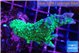 Montipora green & purple polyps 4-5 cm WYSIWYG acclimaté