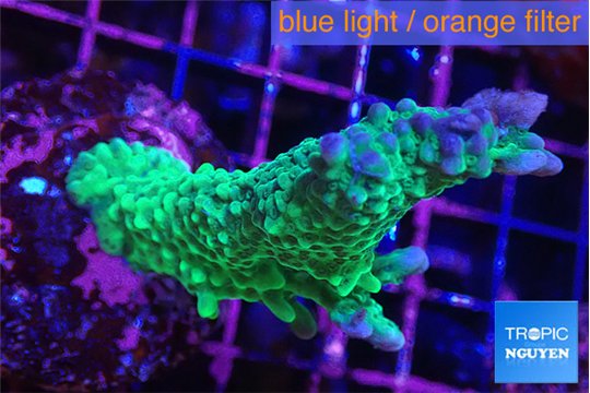 Montipora green & purple polyps 4-5 cm WYSIWYG acclimaté