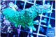 Montipora green & purple polyps 4-5 cm WYSIWYG acclimaté