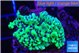 Montipora green & purple polyps 3-4 cm WYSIWYG acclimaté