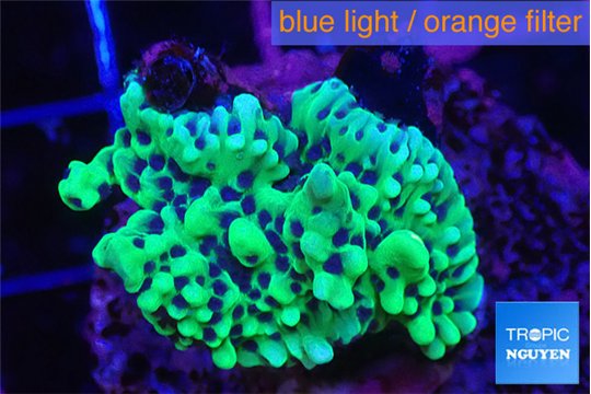 Montipora green & purple polyps 3-4 cm WYSIWYG acclimaté