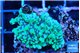Montipora green & purple polyps 3-4 cm WYSIWYG acclimaté