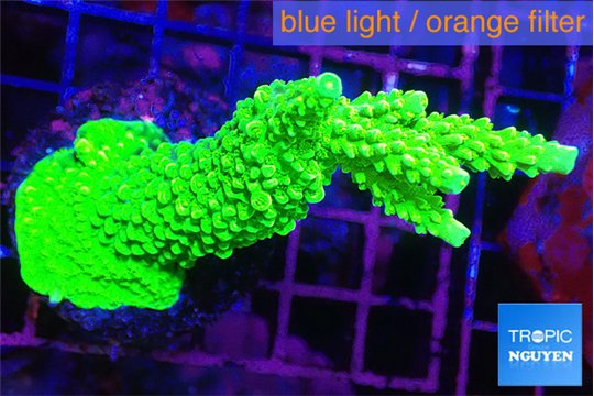 Acropora neon green 4-6 cm WYSIWYG acclimaté