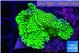 Montipora green 3-5 cm WYSIWYG acclimaté