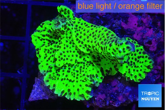 Montipora green 3-5 cm WYSIWYG acclimaté