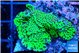 Montipora green 3-5 cm WYSIWYG acclimaté