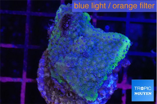 Montipora green & blue polyps Fijii 2-3 cm WYSIWYG acclimaté