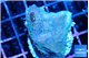 Montipora green & blue polyps Fijii 2-3 cm WYSIWYG acclimaté