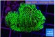 Montipora green 2-4 cm WYSIWYG acclimaté