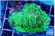 Montipora green 2-4 cm WYSIWYG acclimaté