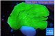 Montipora green cap 3-4 cm WYSIWYG acclimaté