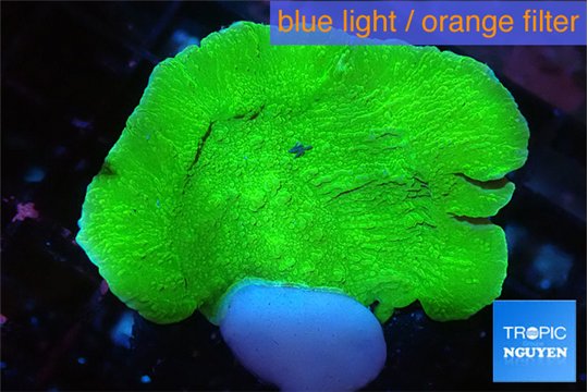 Montipora green cap 3-4 cm WYSIWYG acclimaté