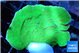 Montipora green cap 3-4 cm WYSIWYG acclimaté