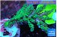 Acropora green & blue ice 3-5 cm WYSIWYG acclimaté