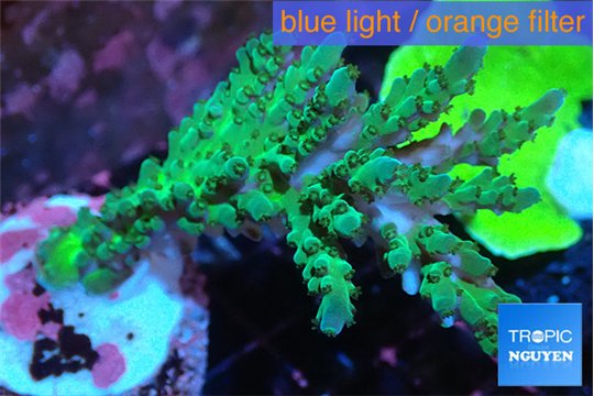 Acropora green & blue ice 3-5 cm WYSIWYG acclimaté