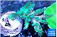 Acropora green & blue ice 3-5 cm WYSIWYG acclimaté