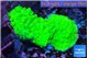 Acropora neon green 3-4 cm WYSIWYG acclimaté
