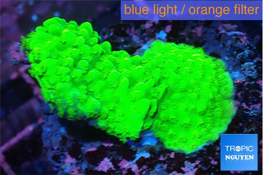 Acropora neon green 3-4 cm WYSIWYG acclimaté