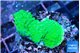 Acropora neon green 3-4 cm WYSIWYG acclimaté