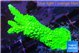Acropora neon green 4-5 cm WYSIWYG acclimaté