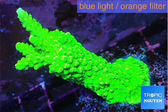 Acropora neon green 4-5 cm WYSIWYG acclimaté