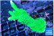 Acropora neon green 4-5 cm WYSIWYG acclimaté