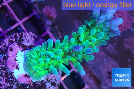 Acropora green & blue tip Fijii 3-5 cm WYSIWYG acclimaté