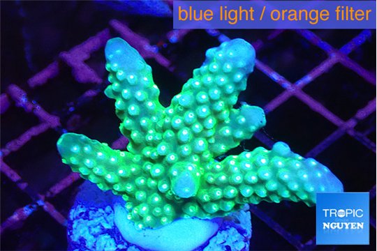 Acropora humilis Fijii golden polyps 3-4 cm WYSIWYG acclimaté