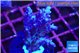 Acropora purple table & white polyps Fijii 2-3 cm WYSIWYG acclimaté