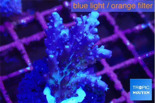 Acropora purple table & white polyps Fijii 2-3 cm WYSIWYG acclimaté