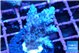 Acropora purple table & white polyps Fijii 2-3 cm WYSIWYG acclimaté
