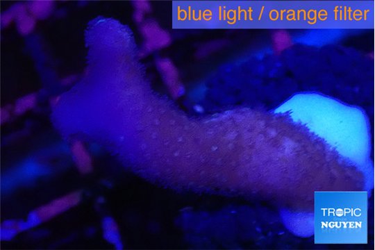 Stylophora full pink 2-3 cm WYSIWYG acclimaté