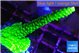 Acropora neon green 4-5 cm WYSIWYG acclimaté