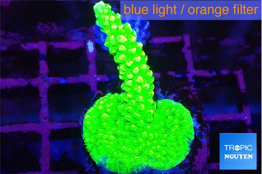 Acropora neon green 3-4 cm WYSIWYG acclimaté