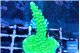 Acropora neon green 3-4 cm WYSIWYG acclimaté