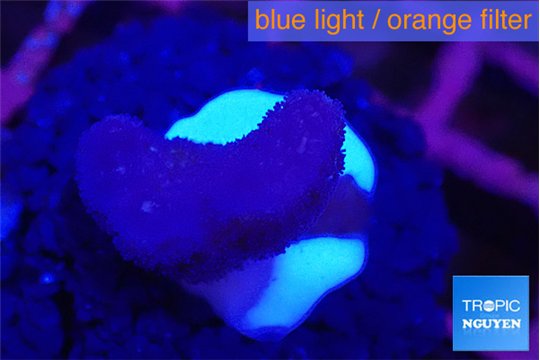 Stylophora full pink 2-3 cm WYSIWYG acclimaté