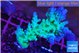 Acropora green & blue tip Fijii 4-6 cm WYSIWYG acclimaté