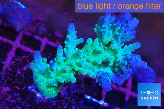 Acropora green & blue tip Fijii 4-6 cm WYSIWYG acclimaté