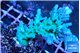 Acropora green & blue tip Fijii 4-6 cm WYSIWYG acclimaté