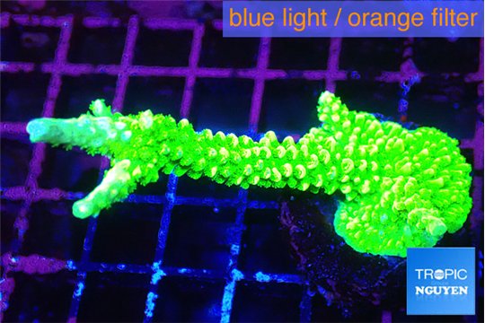 Acropora neon green 4-6 cm WYSIWYG acclimaté
