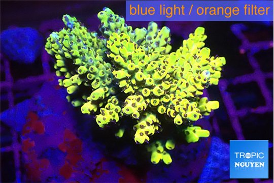 Acropora pikachu 7-11 cm WYSIWYG acclimaté