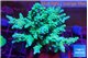 Acropora green & blue ice 8-12 cm WYSIWYG acclimaté