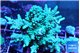 Acropora green & blue ice 8-12 cm WYSIWYG acclimaté