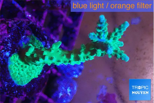 Acropora green & purple tip 3-5 cm WYSIWYG acclimaté