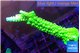 Acropora neon green 4-5 cm WYSIWYG acclimaté